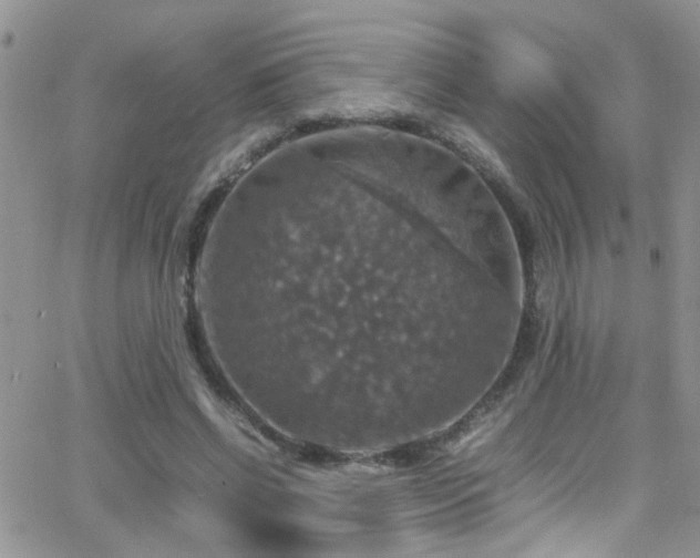 X0000066540542200603171243