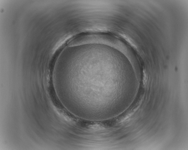 X0000066540544200603171243