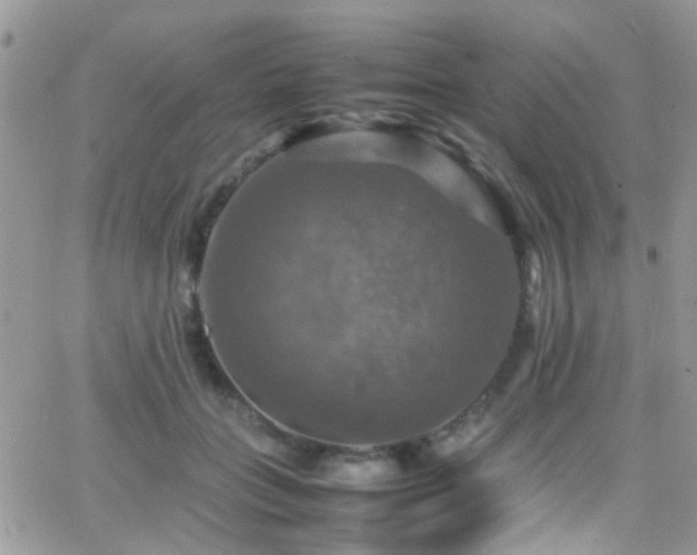 X0000066540555200603171243