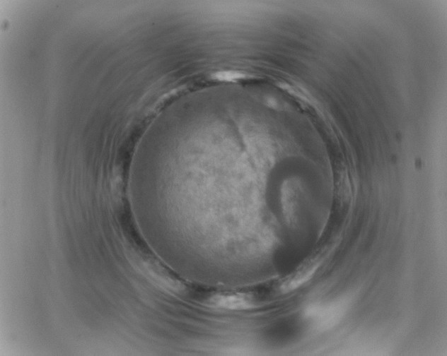 X0000066540557200603171243