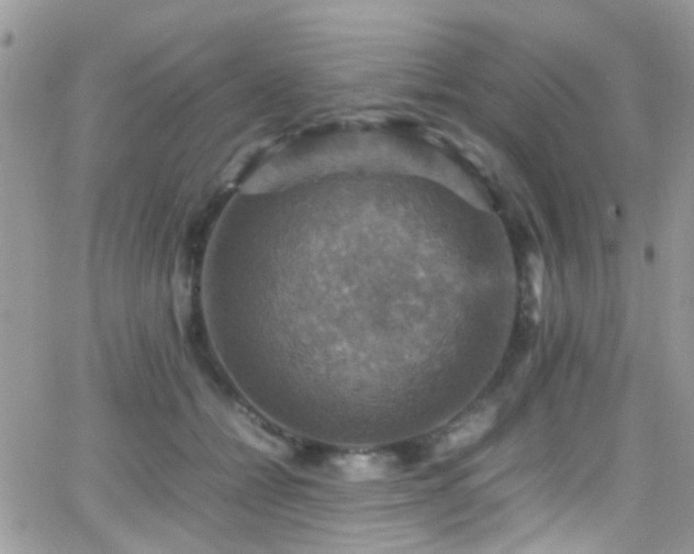 X0000066540558200603171243