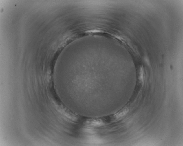 X0000066540559200603171243