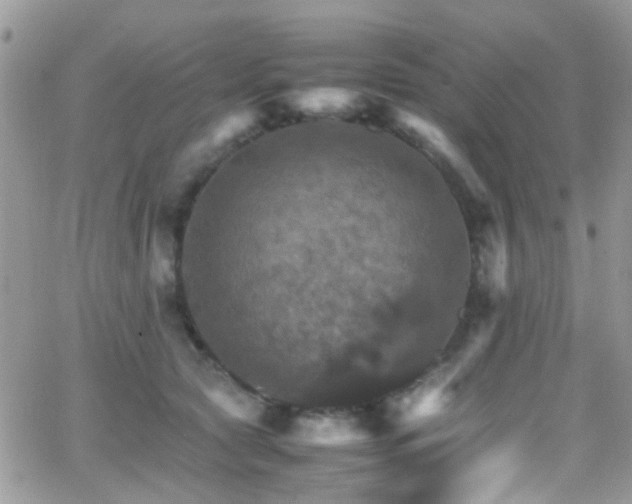 X0000066540561200603171243