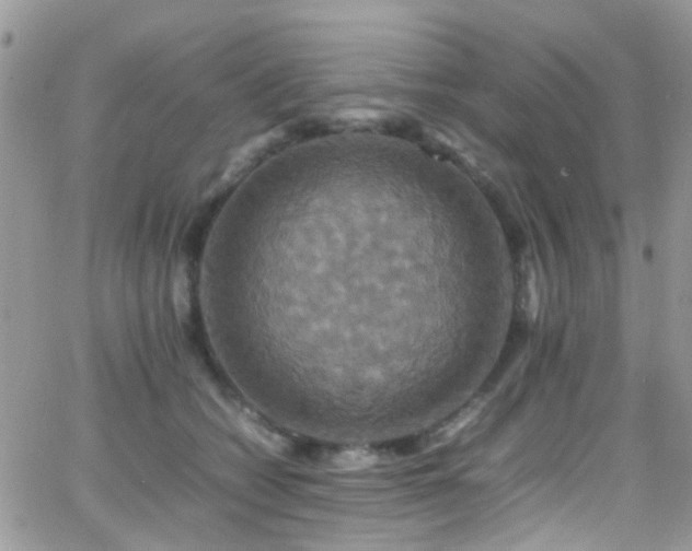 X0000066540562200603171243