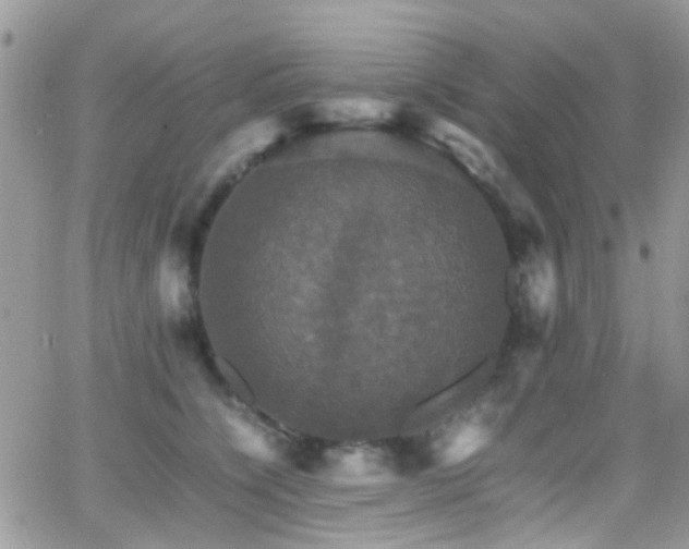 X0000066540564200603171243