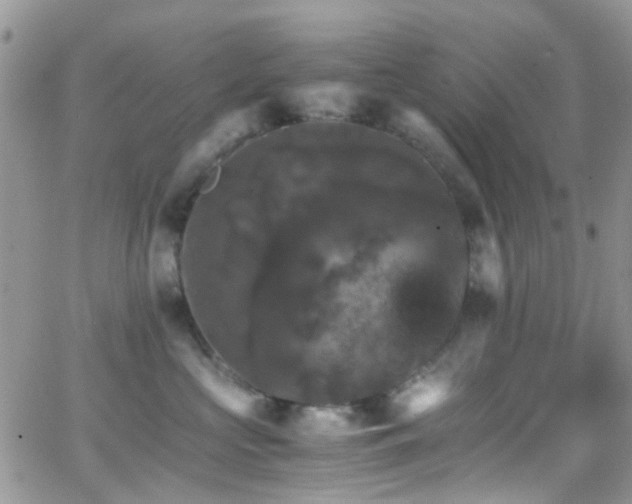 X0000066540573200603171243