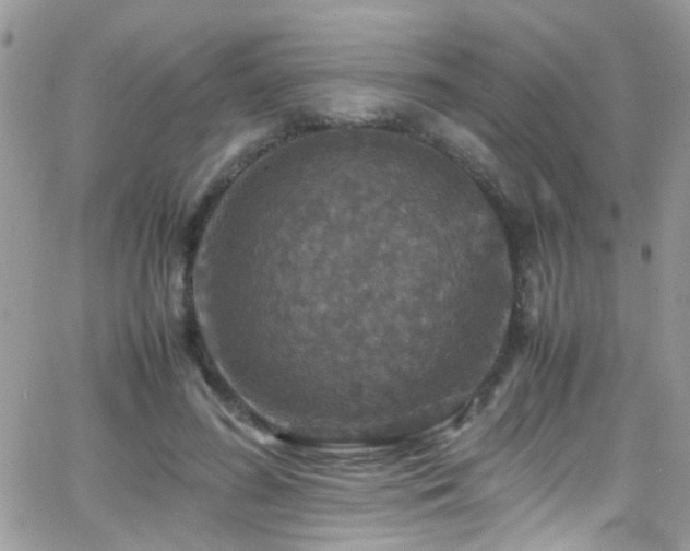 X0000066540596200603171242