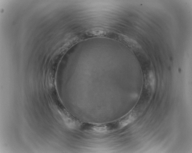 X0000066540606200603171242