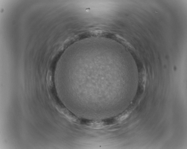 X0000066540615200603171242