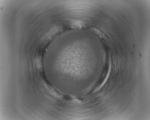 X0000066540616200603171242