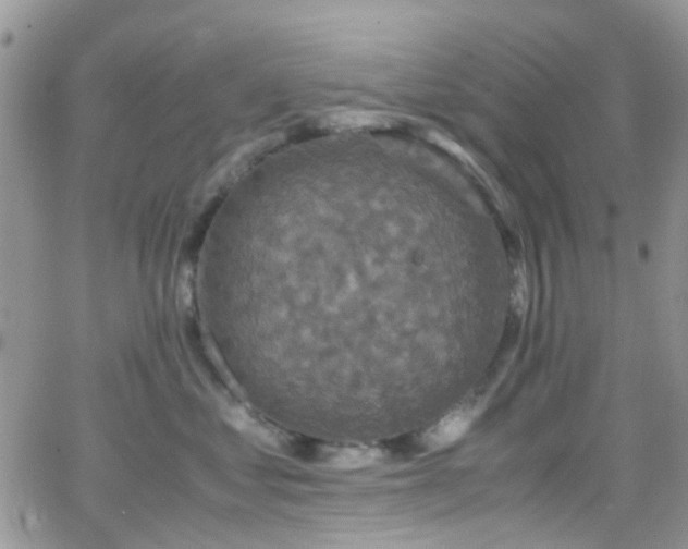 X0000066540621200603171242