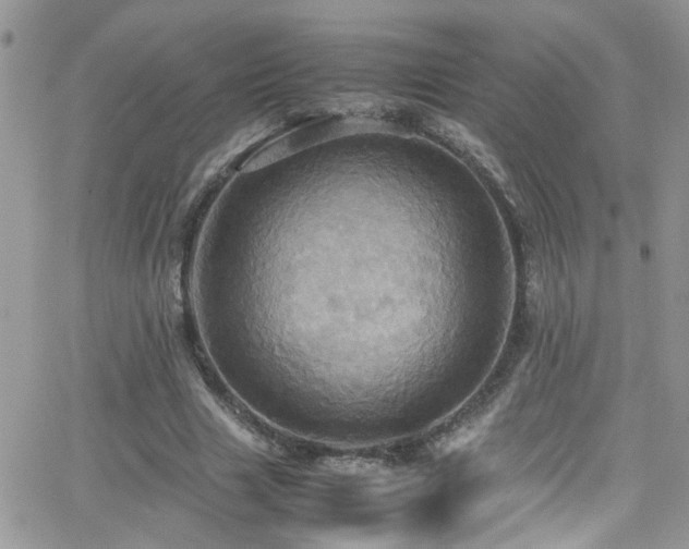 X0000066540633200603171241