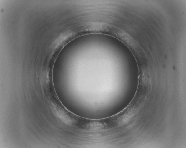 X0000066540636200603171241