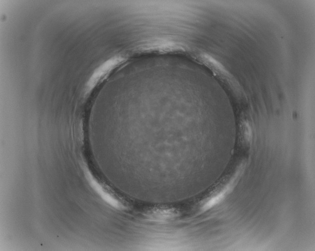 X0000066540638200603171241