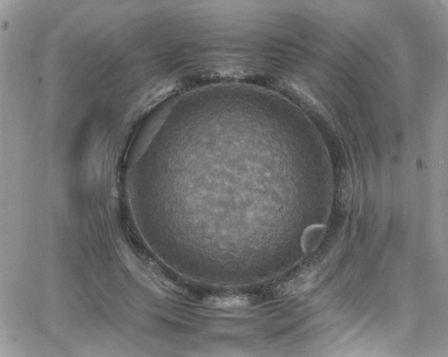 X0000066540639200603171241