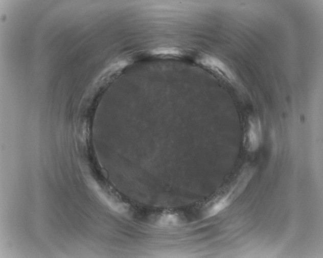 X0000066540647200603171242