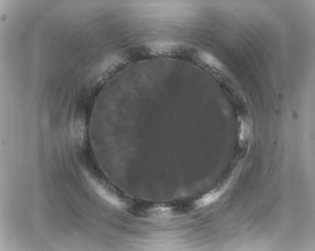 X0000066540648200603171242