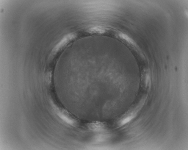 X0000066540652200603171242