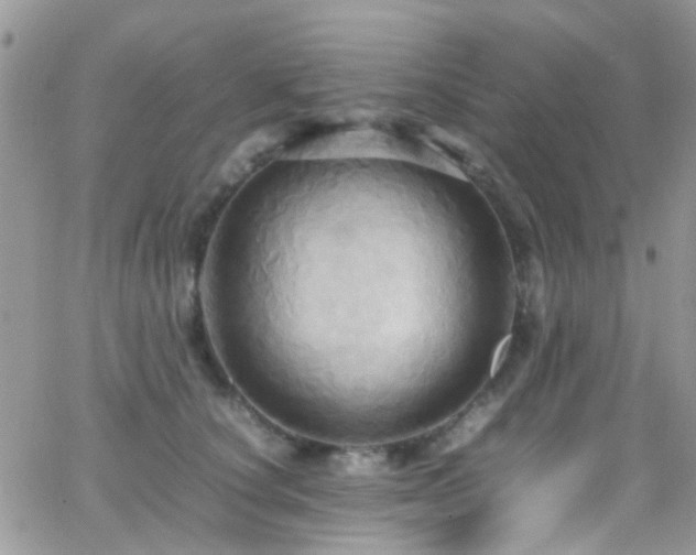 X0000066540660200603171242