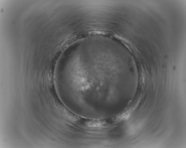 X0000066540661200603171242