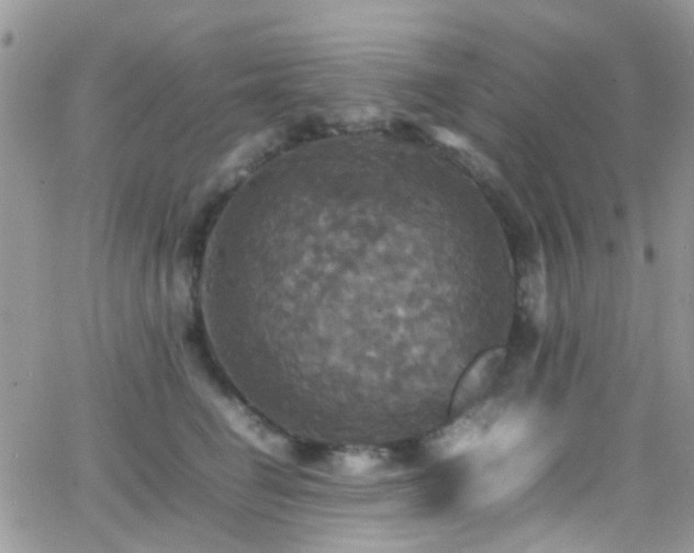 X0000066540662200603171242