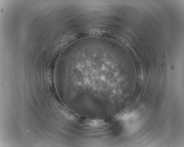 X0000066540663200603171242