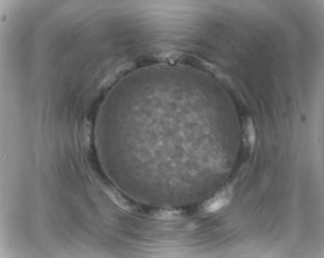 X0000066540664200603171242