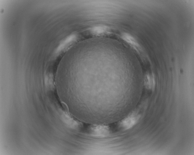 X0000066540670200603171242