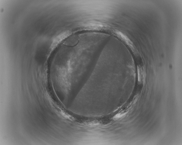 X0000066540675200603171241