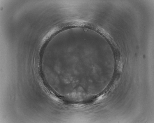 X0000066540679200603171241