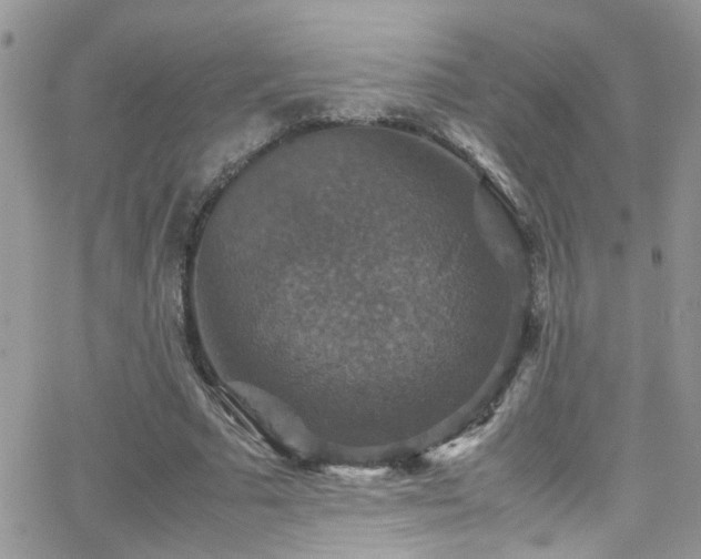 X0000066540681200603171241