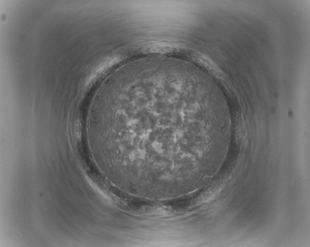 X0000066540683200603171241