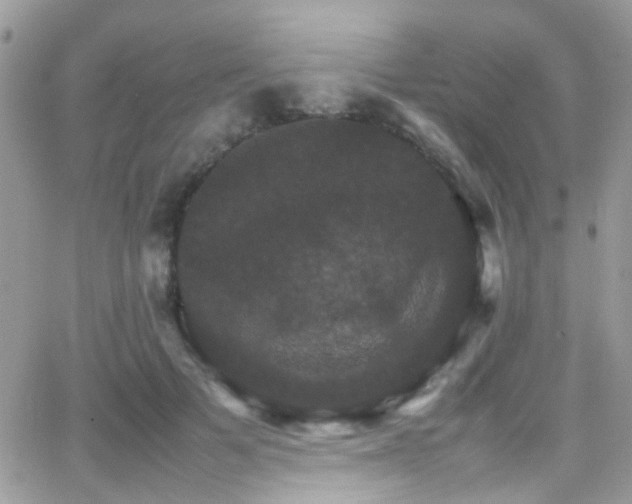 X0000066540697200603171241