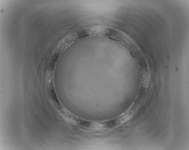 X0000066540701200603171241