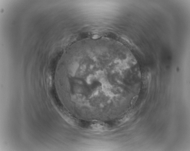 X0000066540703200603171241