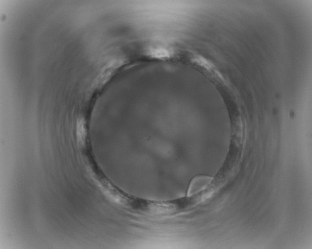 X0000066540707200603171241