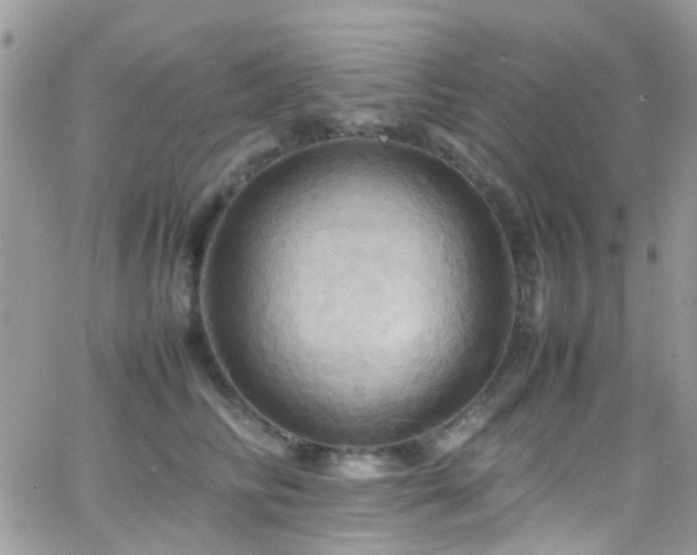 X0000066540710200603171241