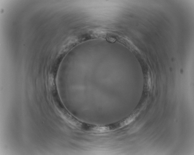 X0000066540711200603171241