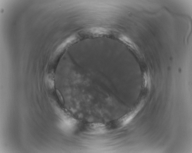 X0000066540719200603171240