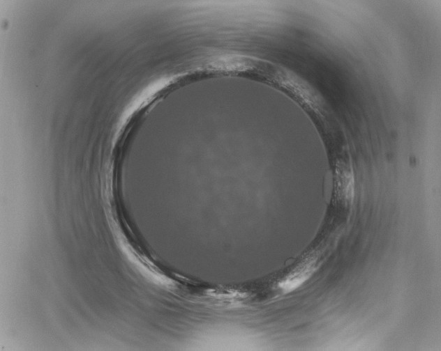 X0000066540726200603171240