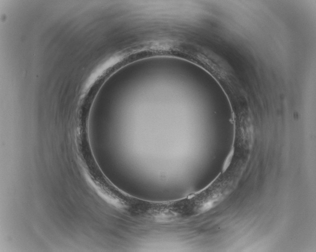 X0000066540728200603171240