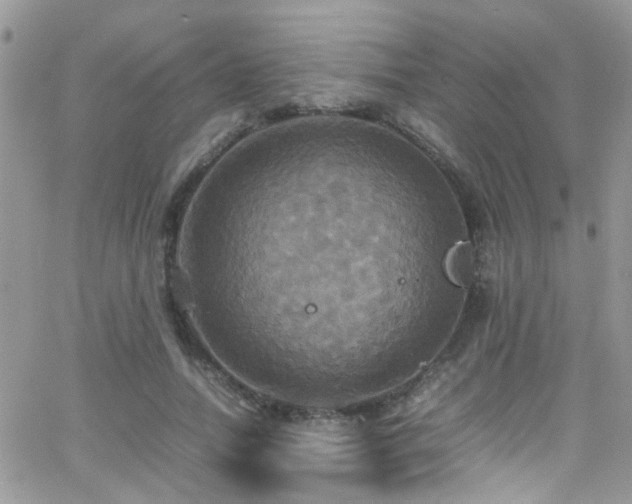 X0000066540738200603171240