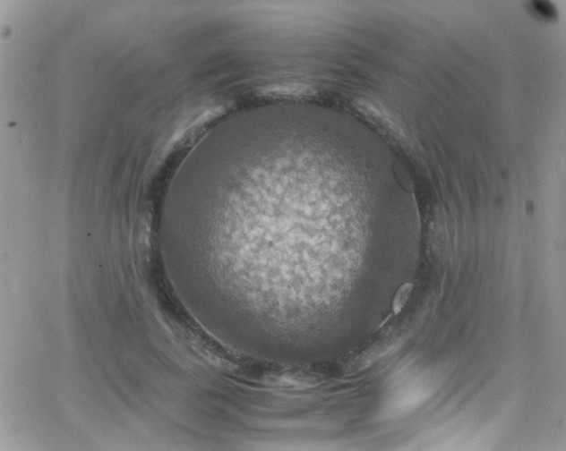 X0000066540739200603171240