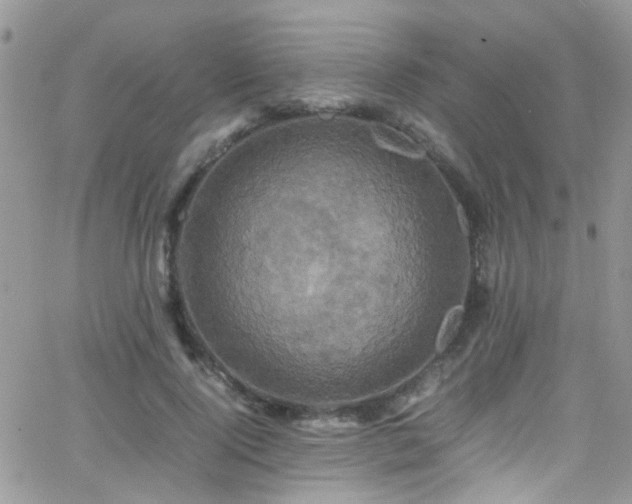 X0000066540740200603171240