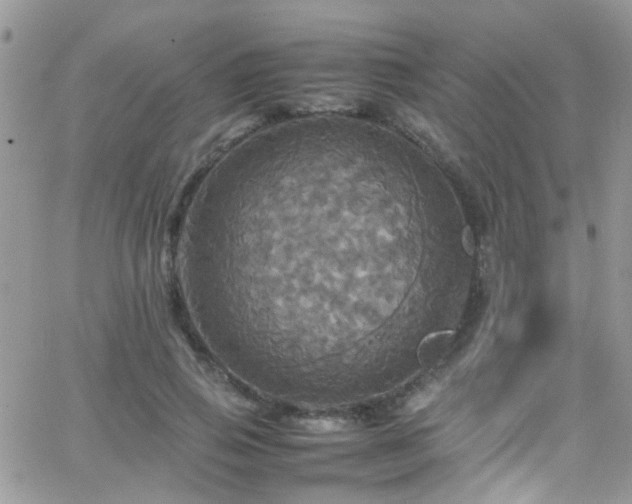 X0000066540741200603171240