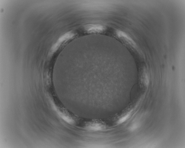 X0000066540743200603171240