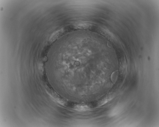 X0000066540749200603171240