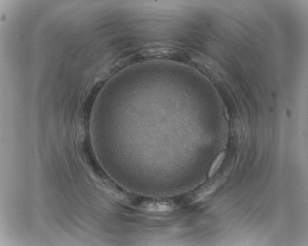 X0000066540751200603171240