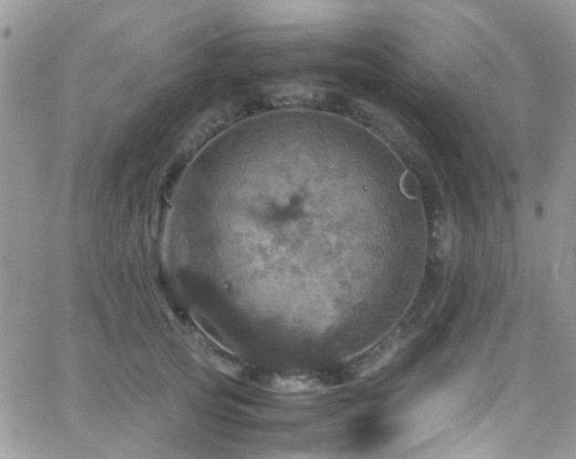 X0000066540753200603171240