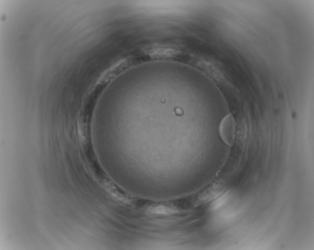 X0000066540755200603171240